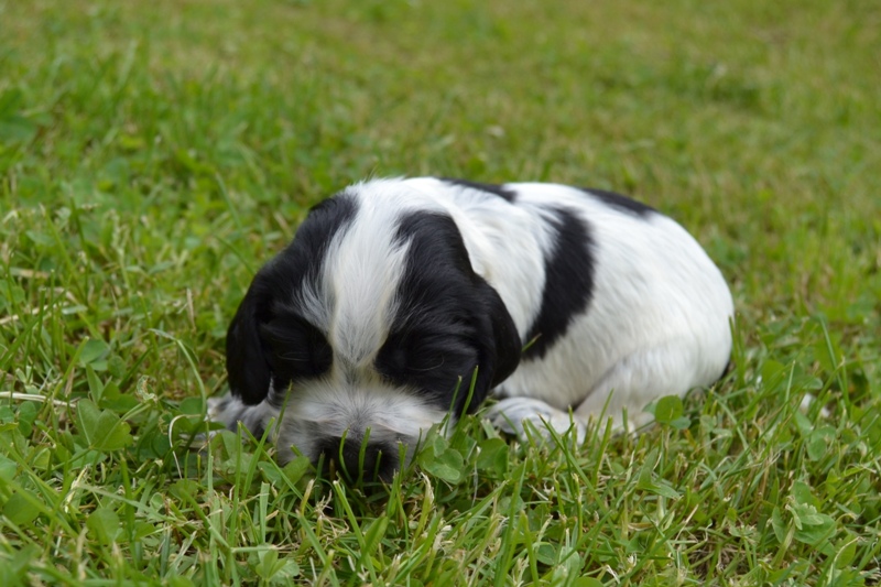 6d - pejsek oranžová.JPG